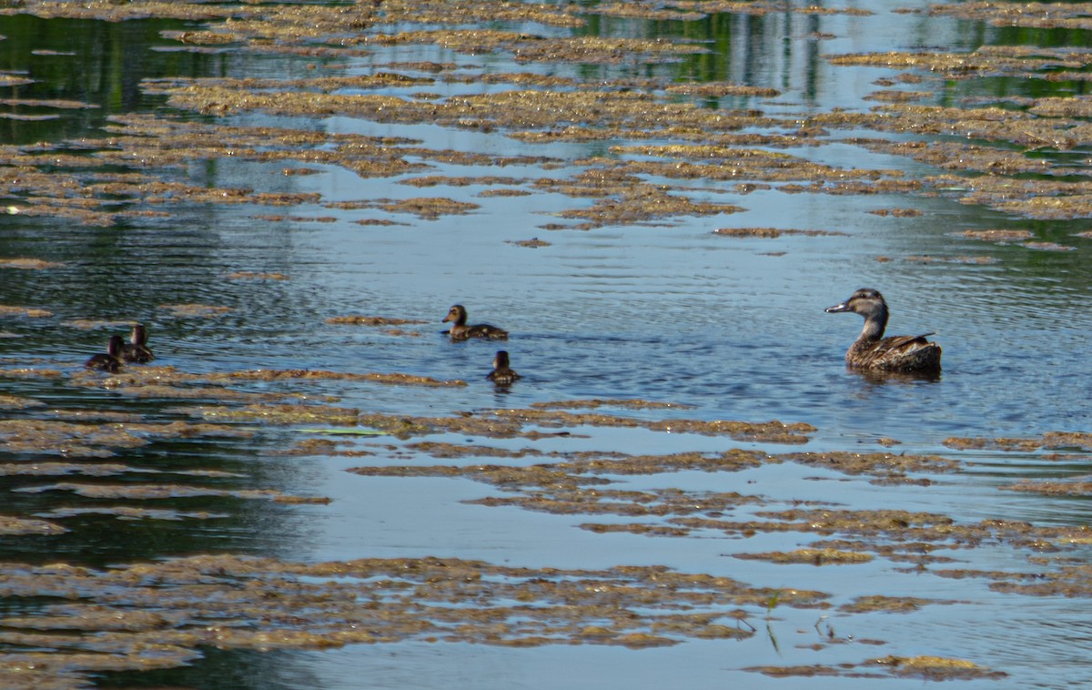 Mallard - ML624067655