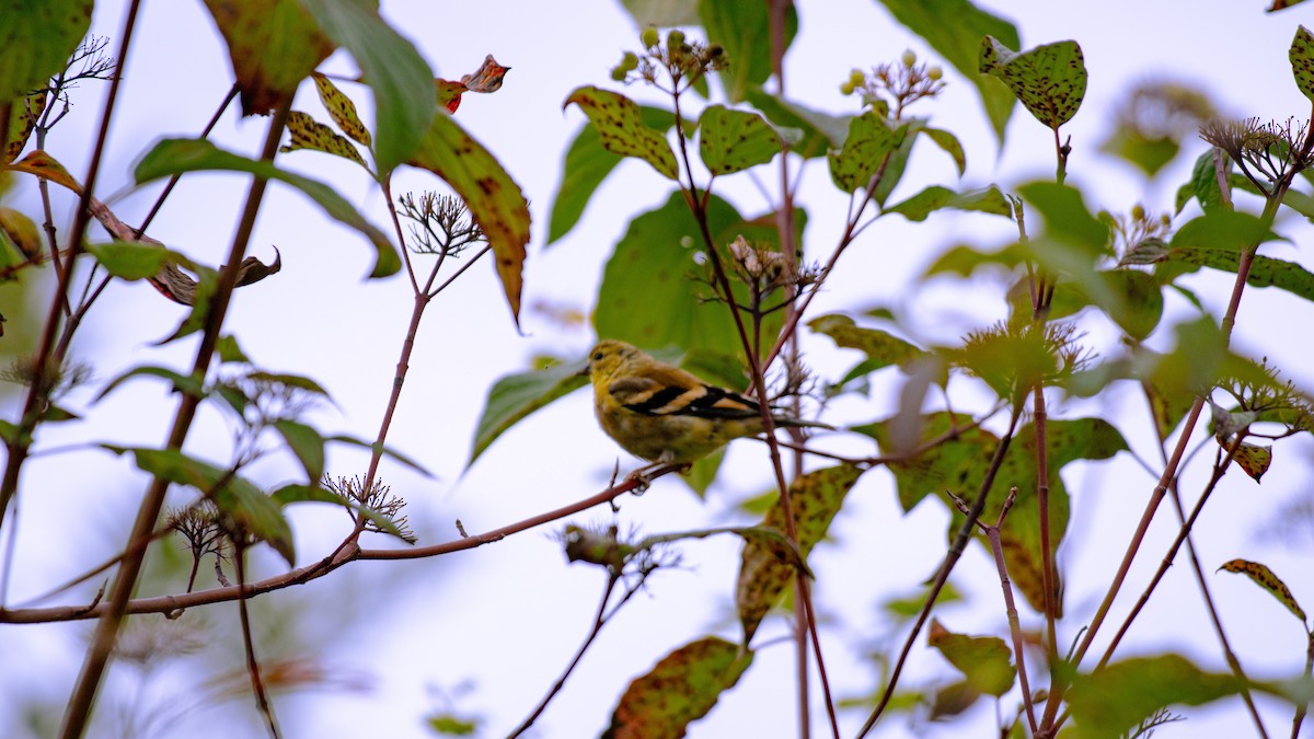 American Goldfinch - ML624067659