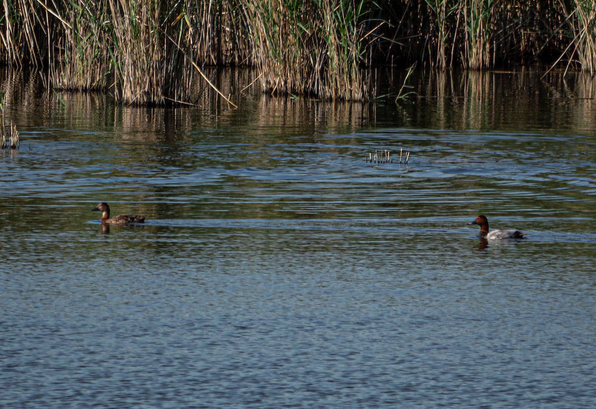 Common Pochard - Aleksandr Klimenko