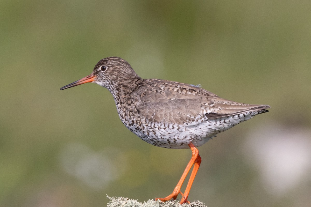 Common Redshank - ML624067677