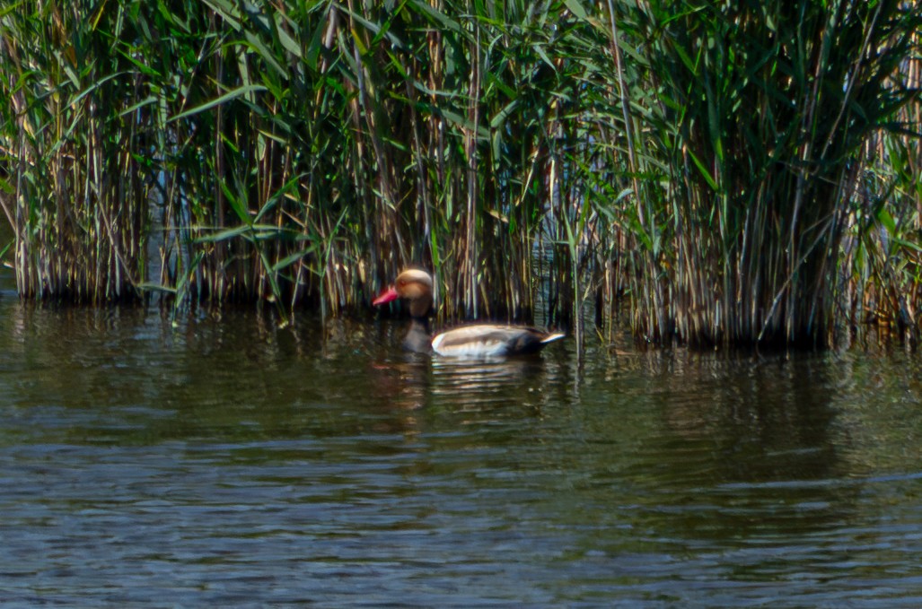 Red-crested Pochard - Aleksandr Klimenko