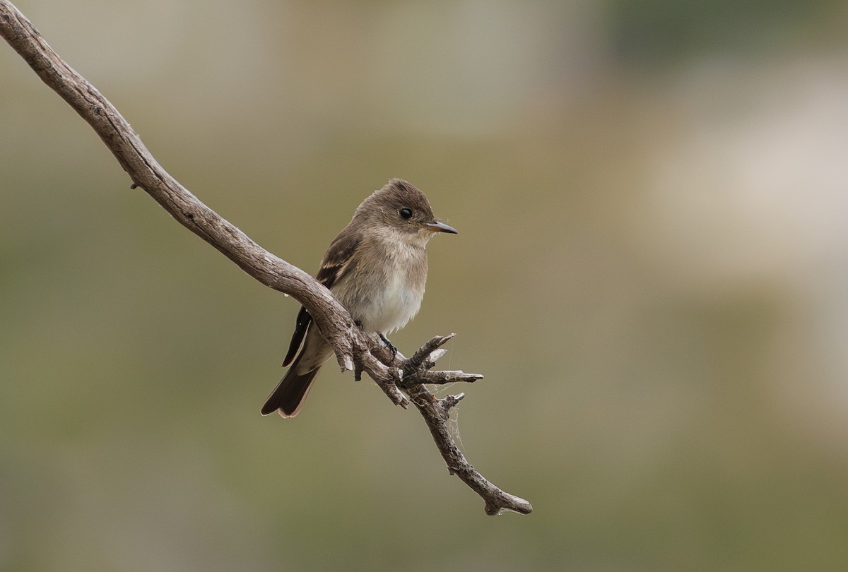 Western Wood-Pewee - ML624067682