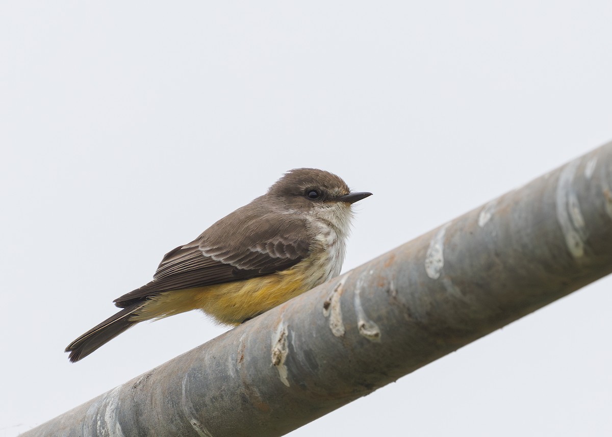 Vermilion Flycatcher - ML624067685