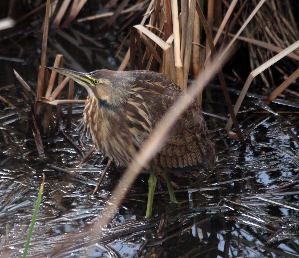 American Bittern - wr fortner