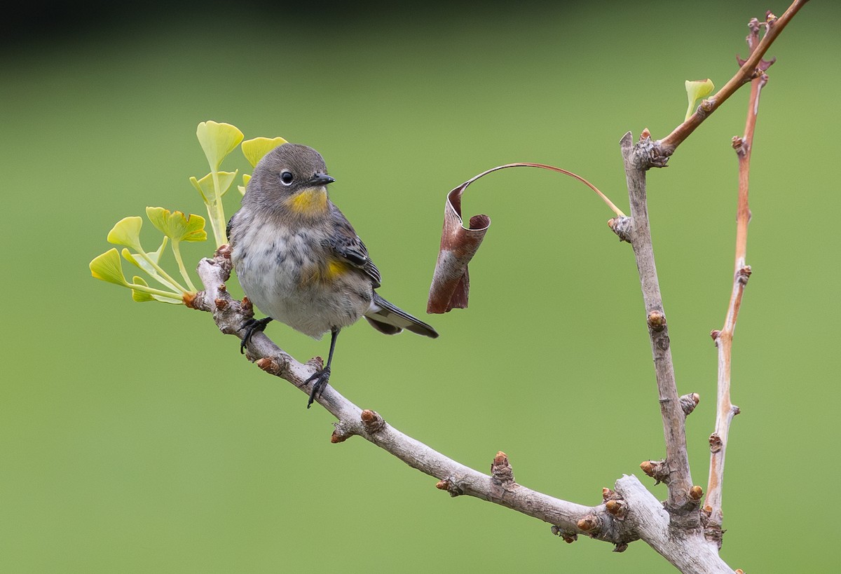 Yellow-rumped Warbler - ML624067689