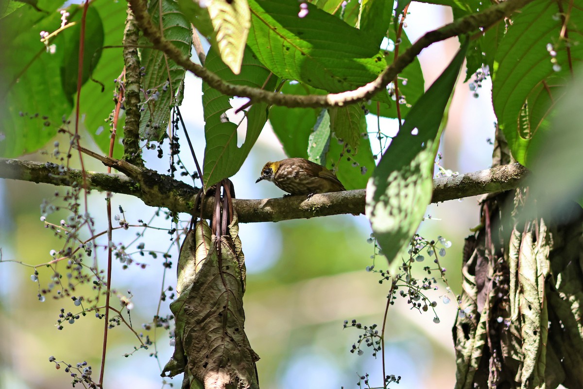 Spot-necked Bulbul - ML624067691