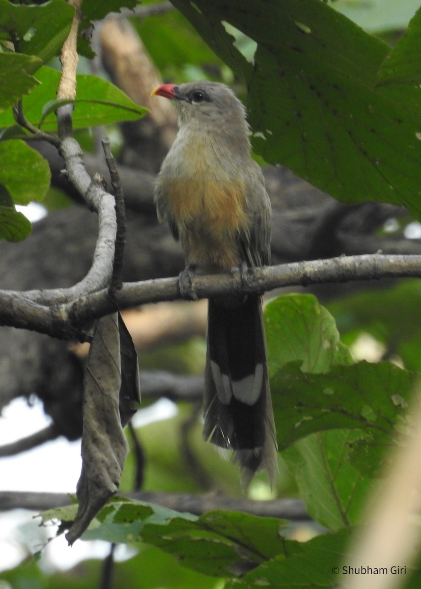 Sirkeer Malkoha - ML624067703