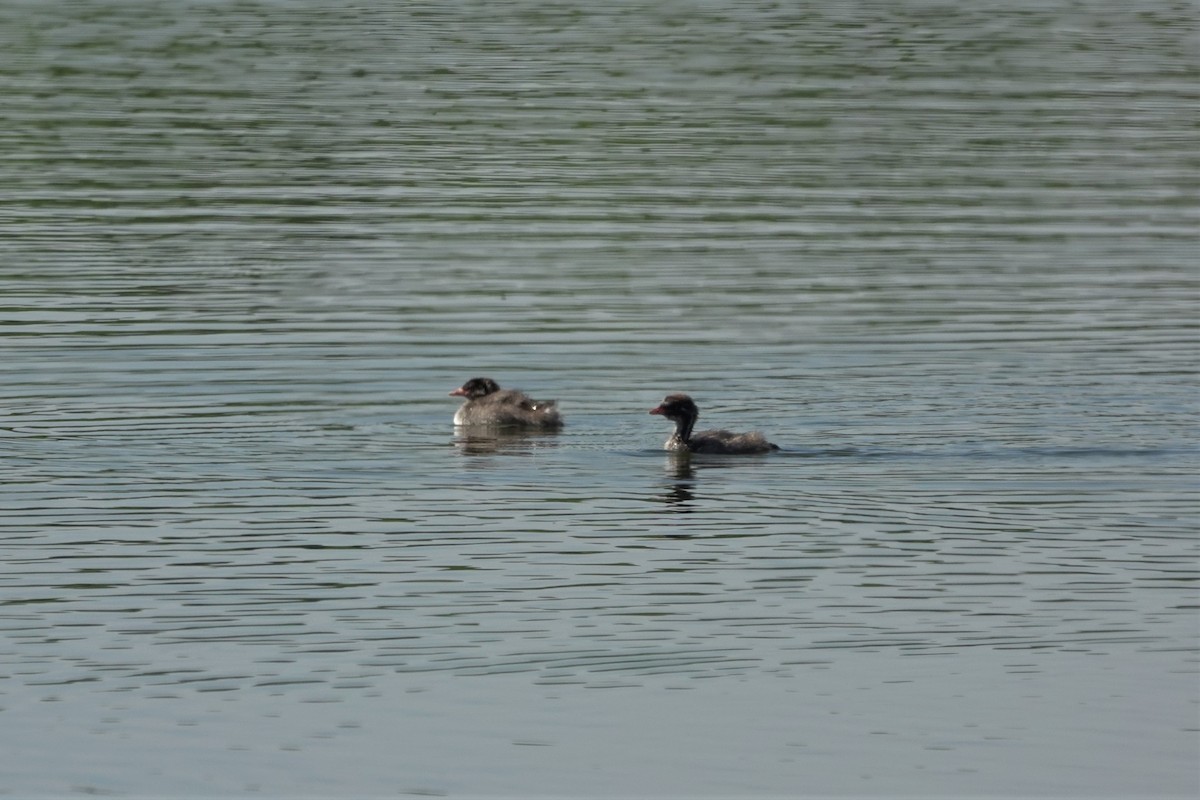 Little Grebe - Cynthia Su