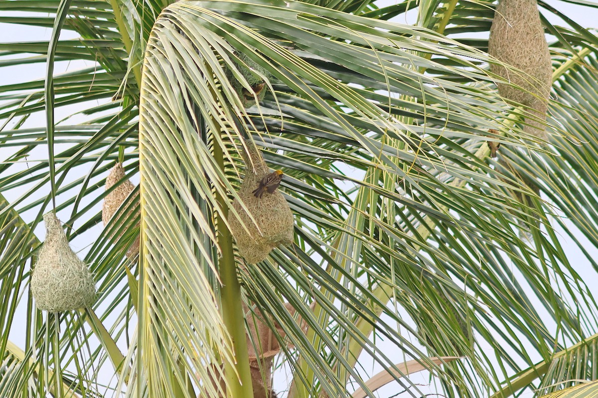 Baya Weaver - ML624067716