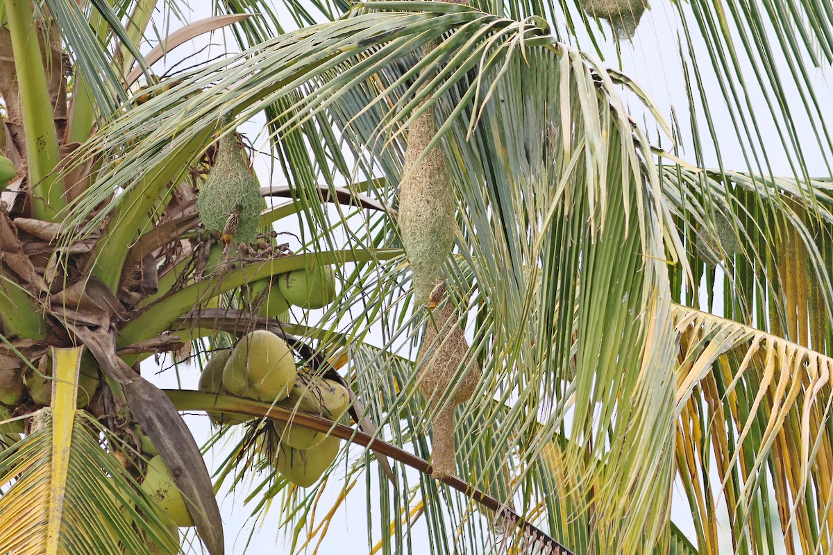 Baya Weaver - Jo-Szu [Ross] (若詩) Tsai (蔡)