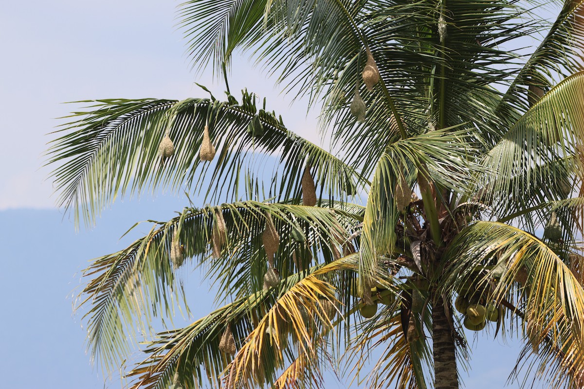 Baya Weaver - ML624067719