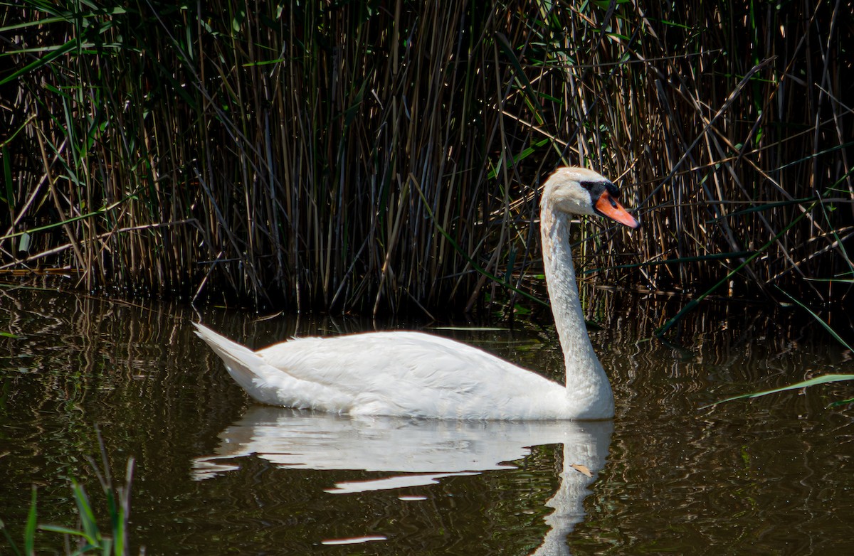 Mute Swan - Aleksandr Klimenko