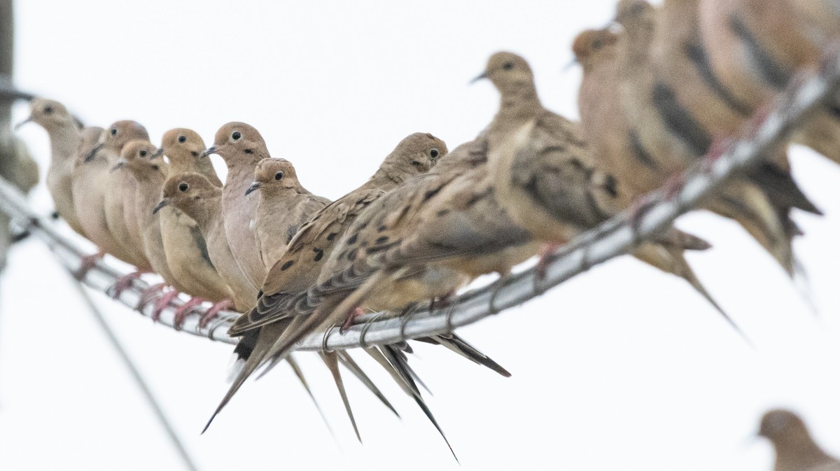 Mourning Dove - ML624067740