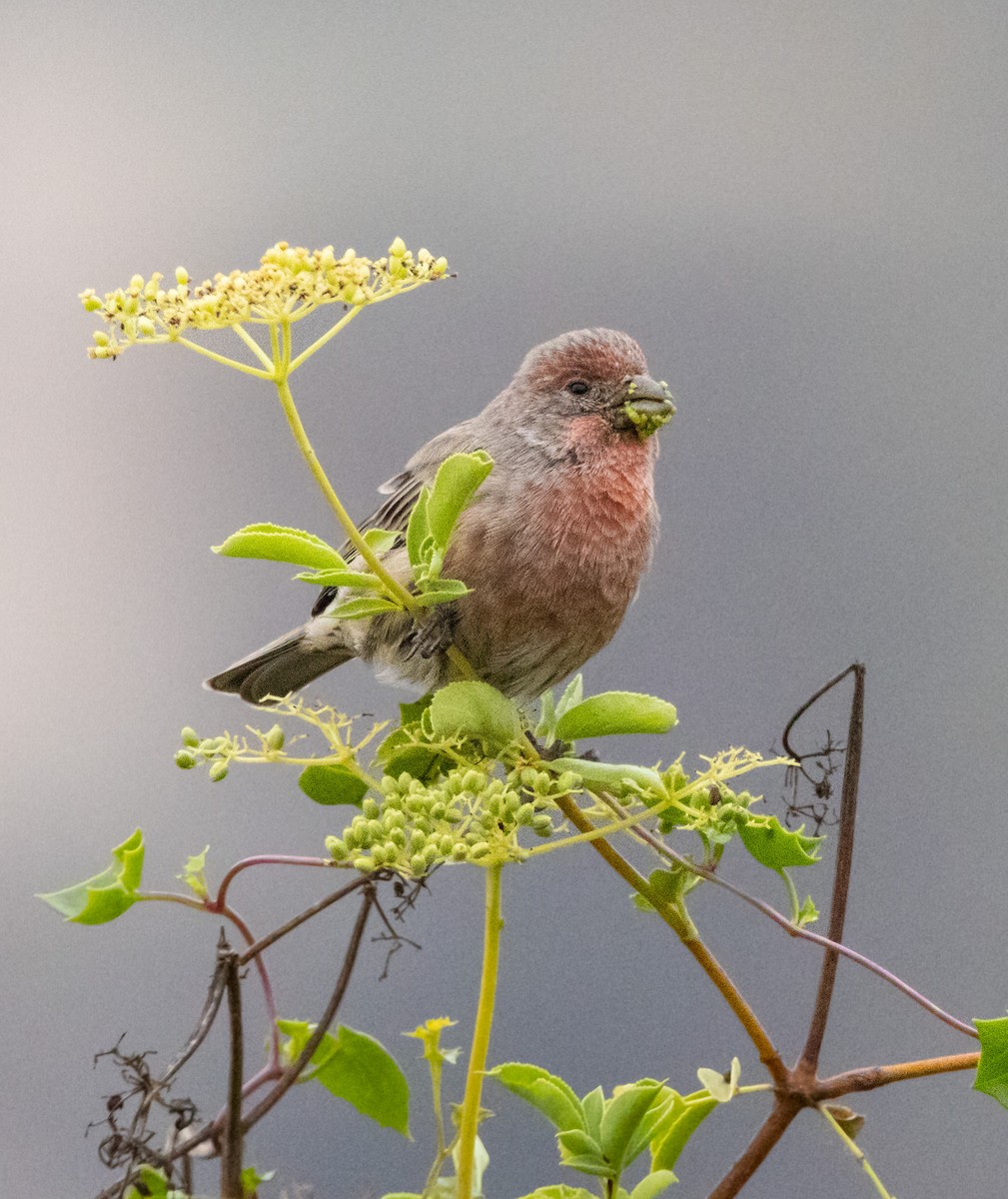 House Finch - ML624067746