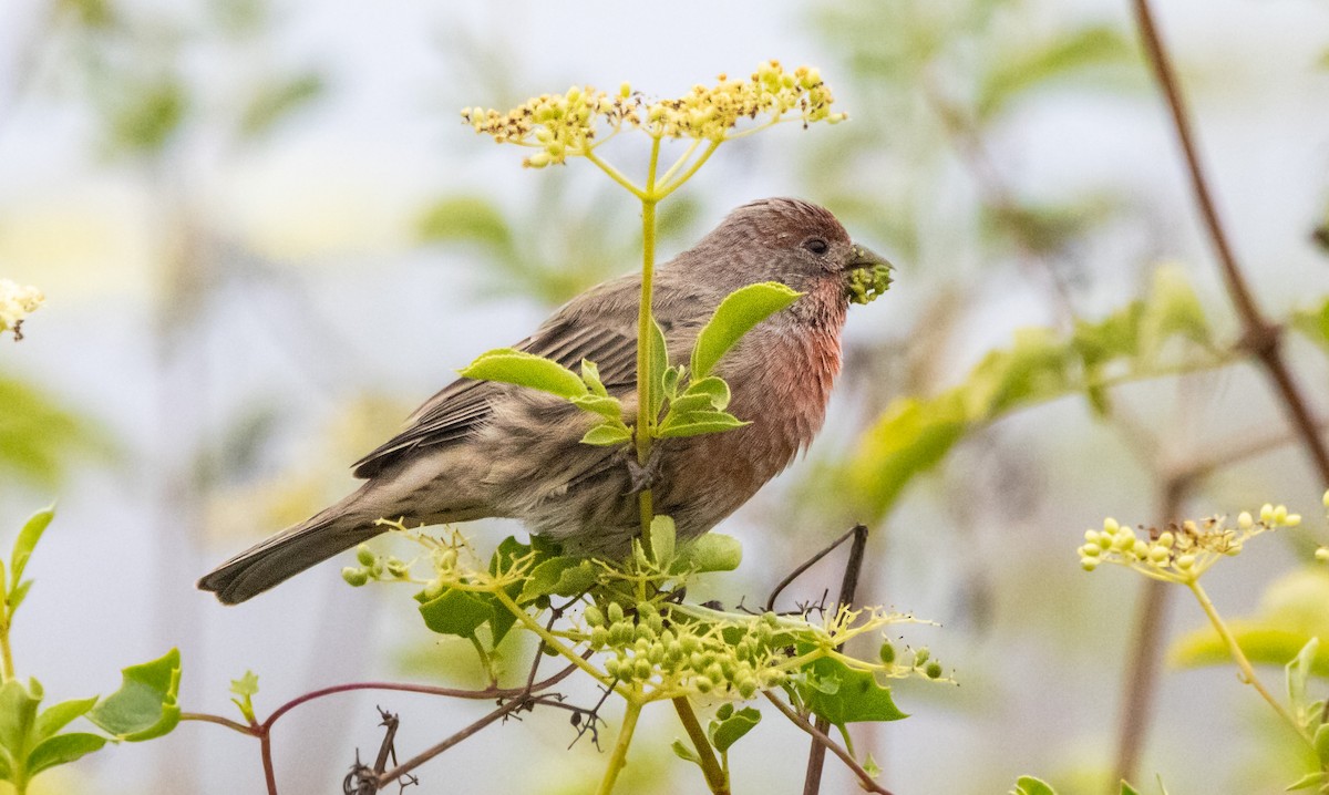 House Finch - ML624067749