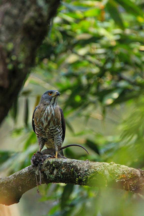 Crested Goshawk - ML624067756