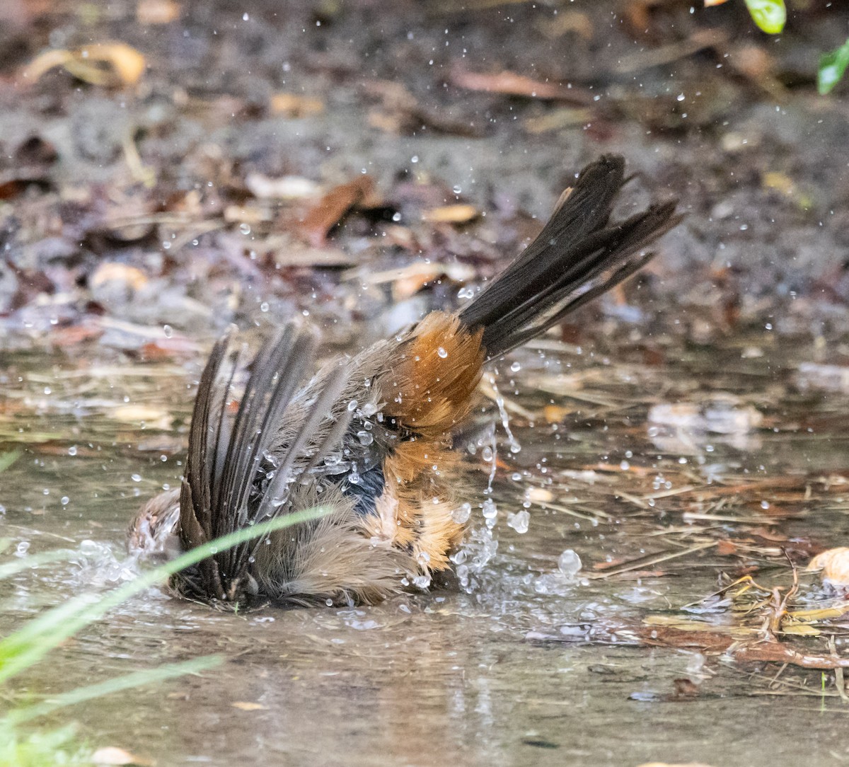 California Towhee - ML624067759