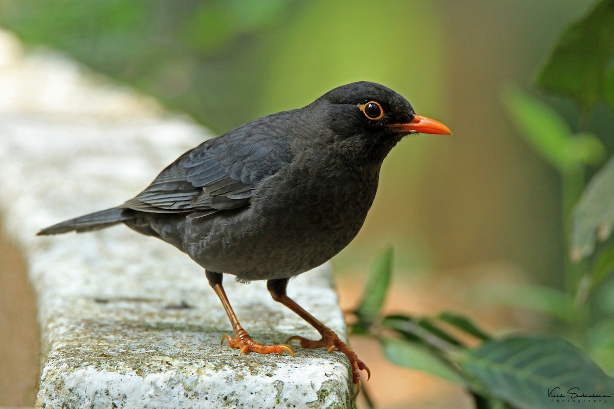 Indian Blackbird - ML624067761