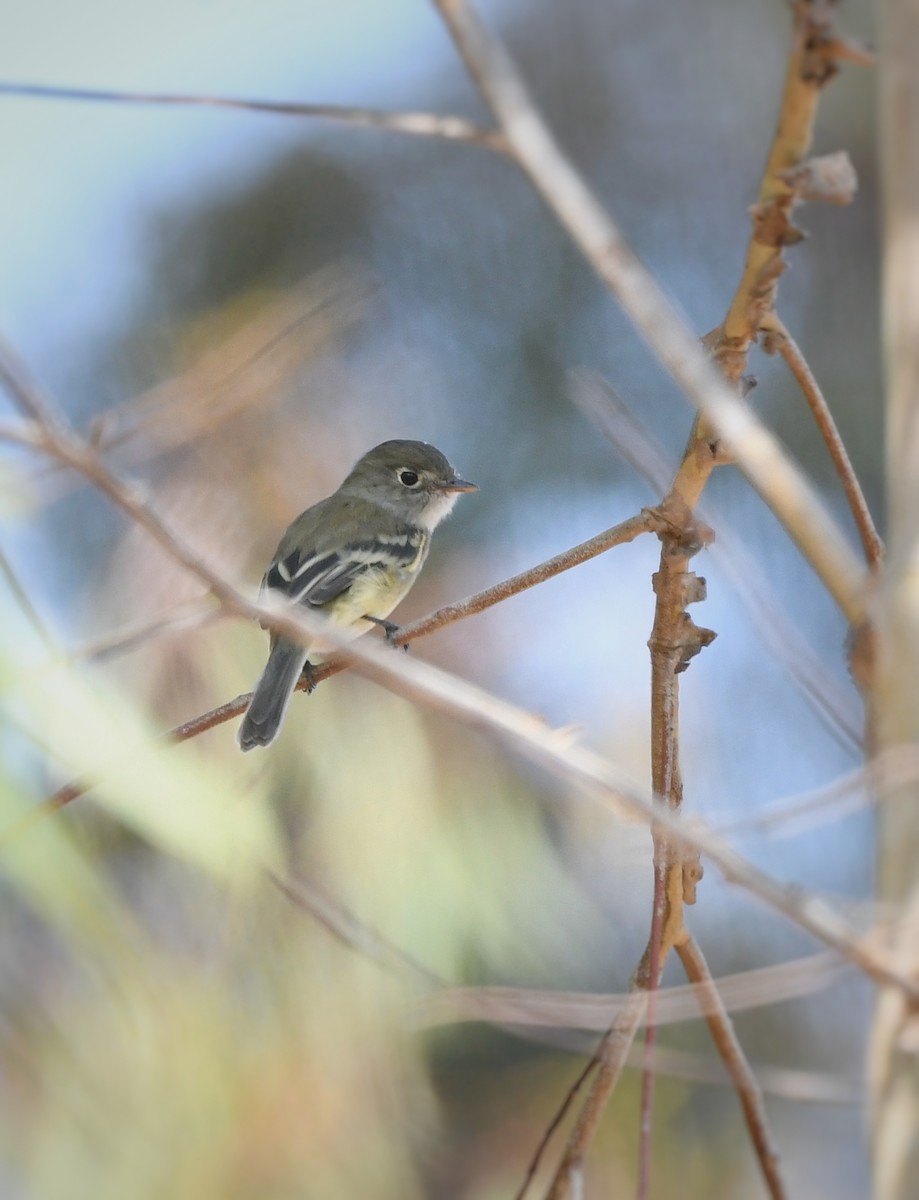 Least Flycatcher - ML624067764