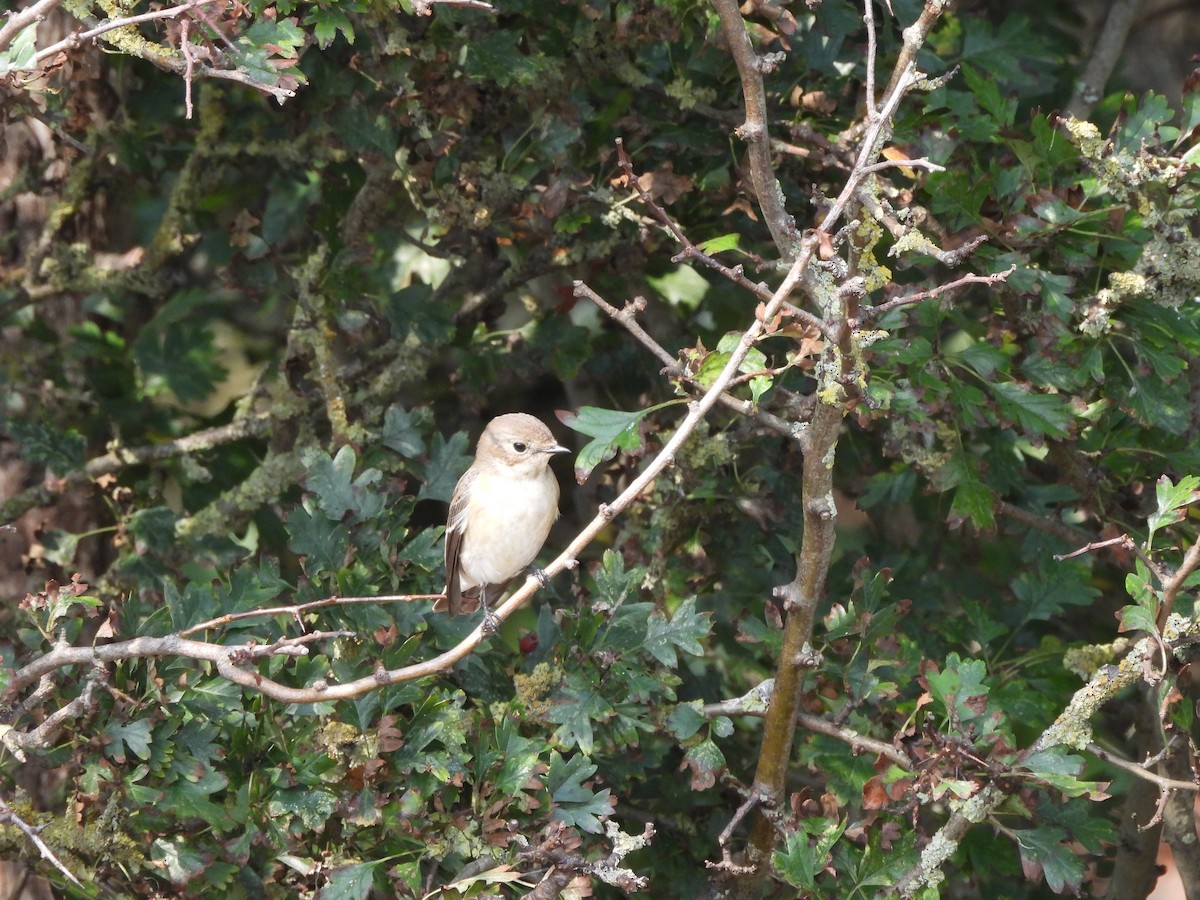 European Pied Flycatcher - ML624067771