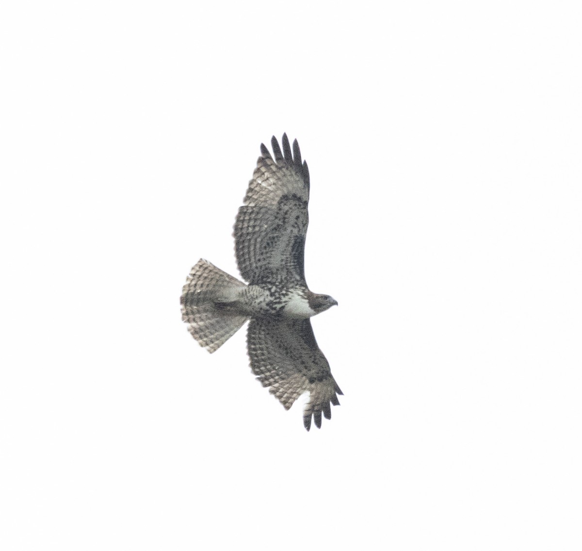 Red-tailed Hawk - ML624067773