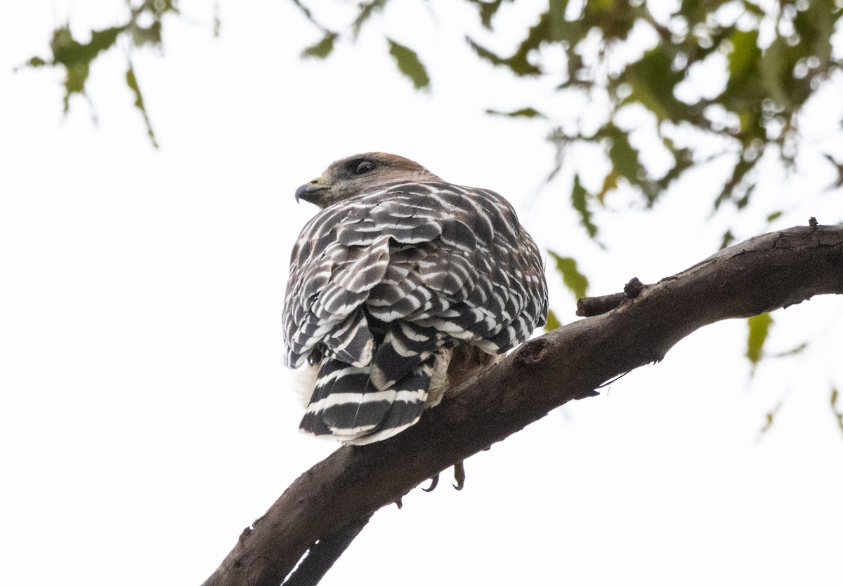 Red-shouldered Hawk - ML624067775