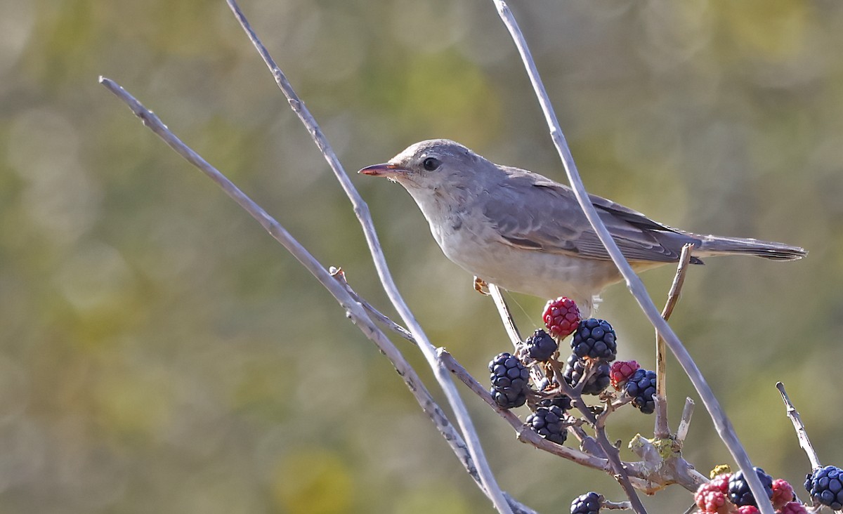 Barred Warbler - Jim Lawrence