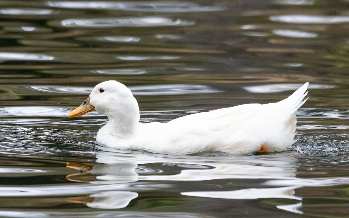 Canard colvert (forme domestique) - ML624067789