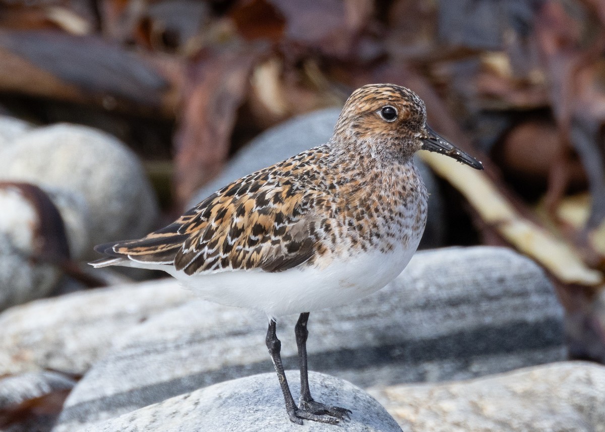 Bécasseau sanderling - ML624067800