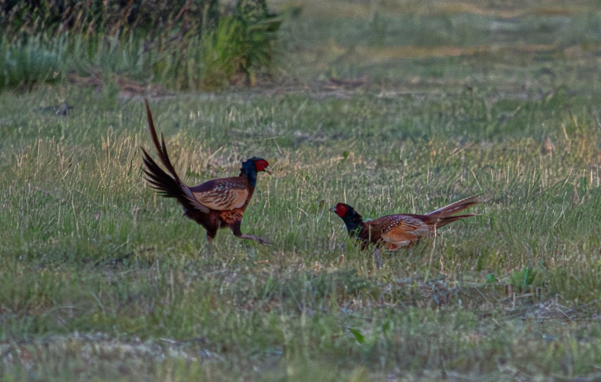 Ring-necked Pheasant - Aleksandr Klimenko