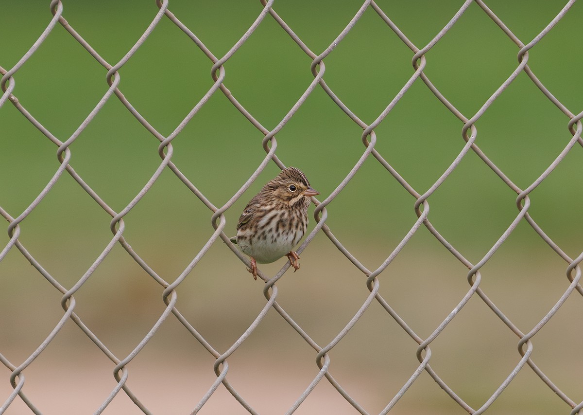 Savannah Sparrow - ML624067829