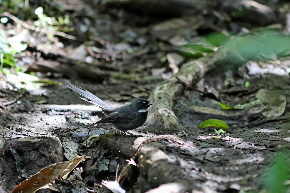 White-throated Fantail - ML624067837