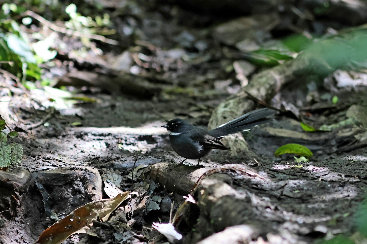 White-throated Fantail - ML624067838