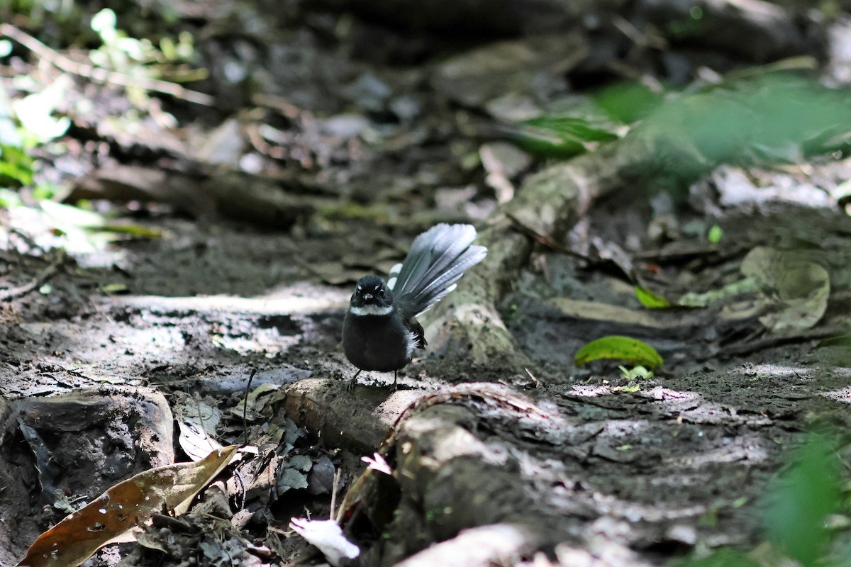 White-throated Fantail - ML624067839