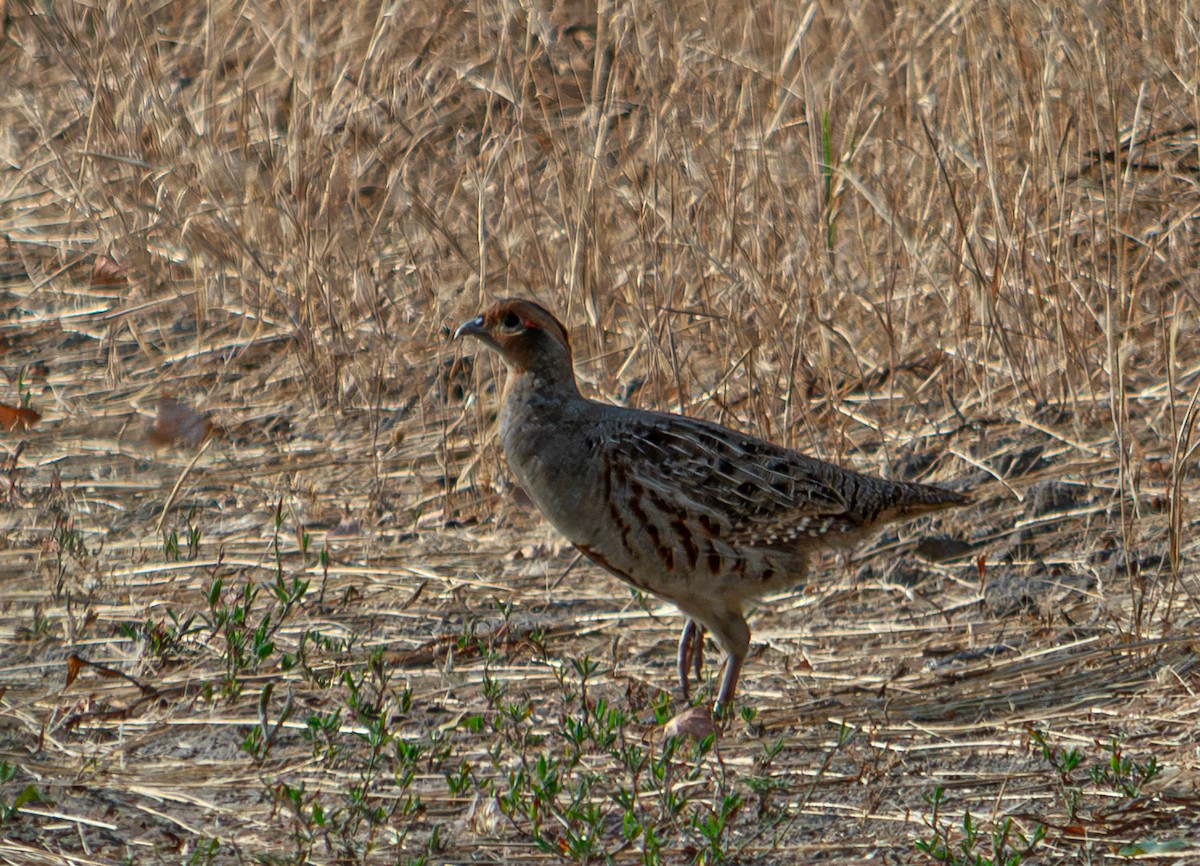 Gray Partridge - ML624067853