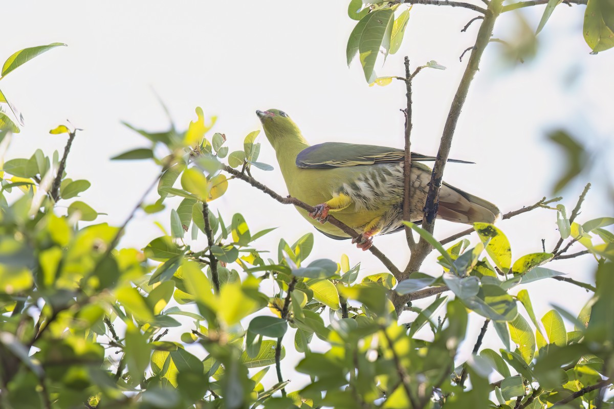 African Green-Pigeon - ML624067855