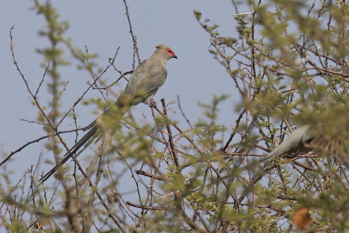 Red-faced Mousebird - ML624067858