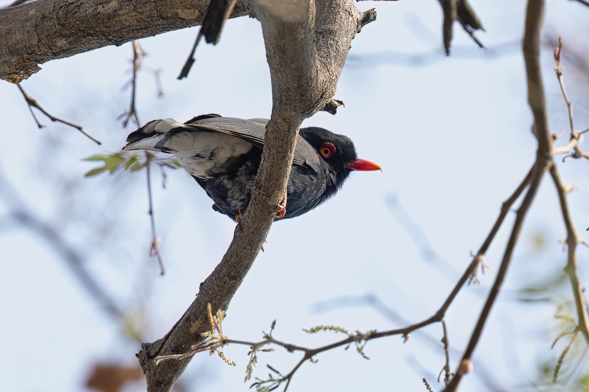 Retz's Helmetshrike - ML624067864