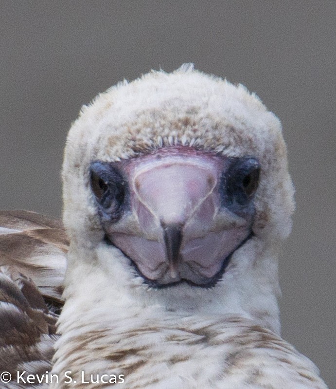 Red-footed Booby - KEVIN LUCAS 🕊👀🚵‍