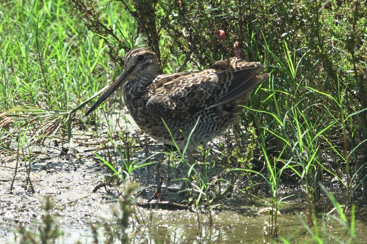 Pin-tailed Snipe - Cynthia Su