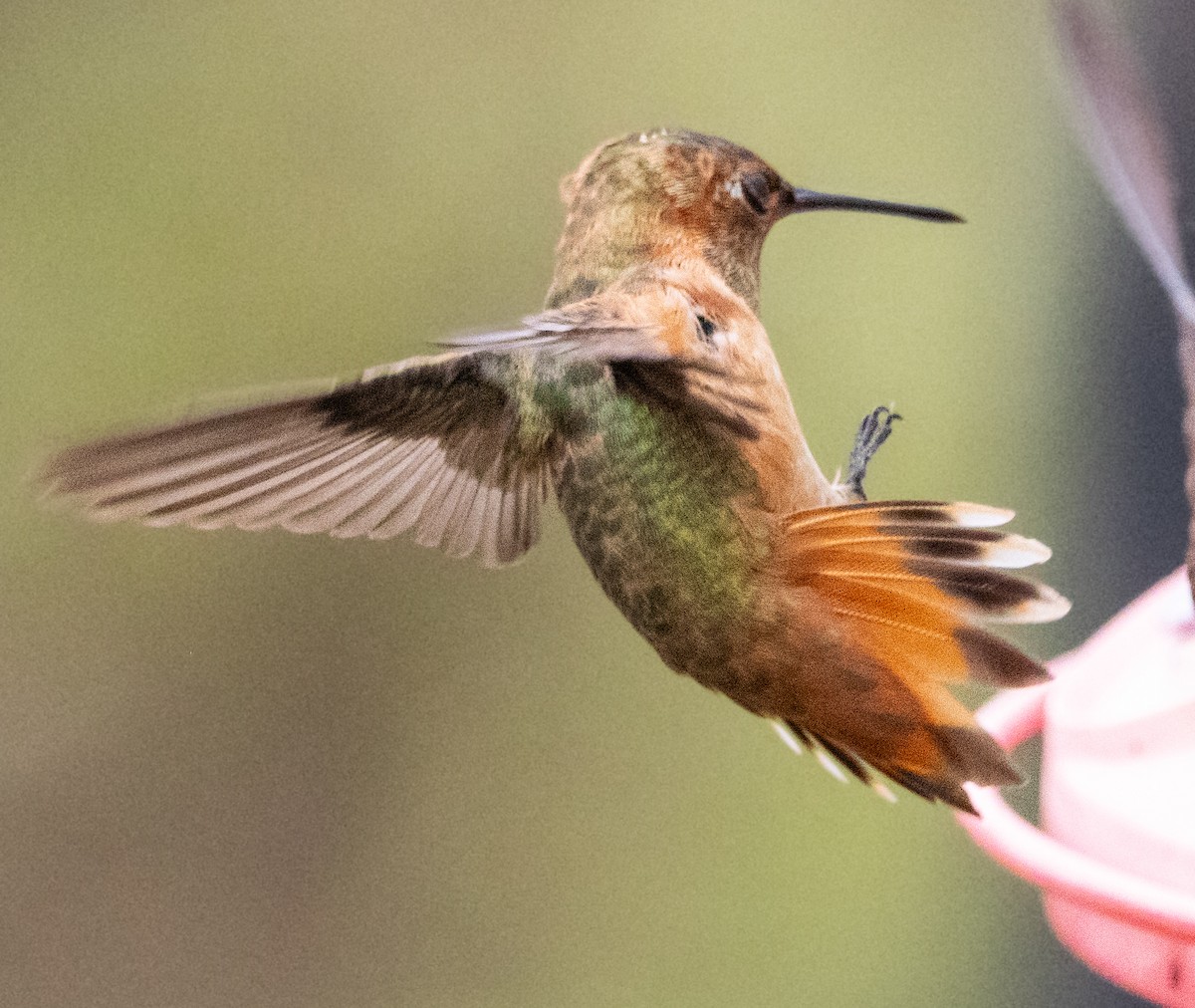 Allen's Hummingbird - ML624067914