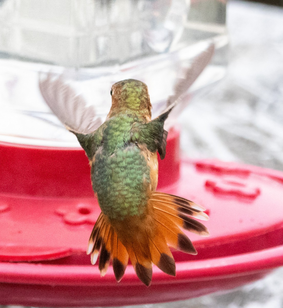 Allen's Hummingbird - ML624067919