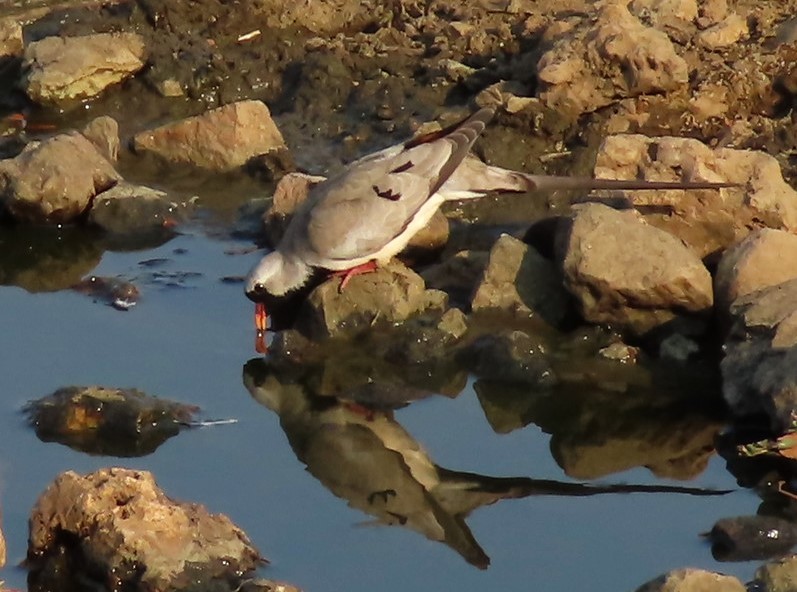 Namaqua Dove - ML624067933