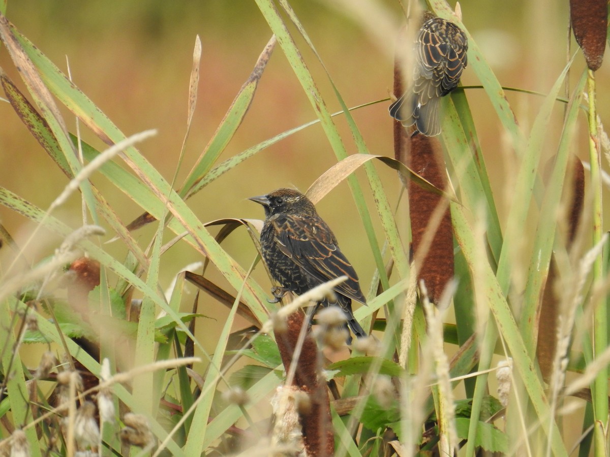 Red-winged Blackbird - ML624067935