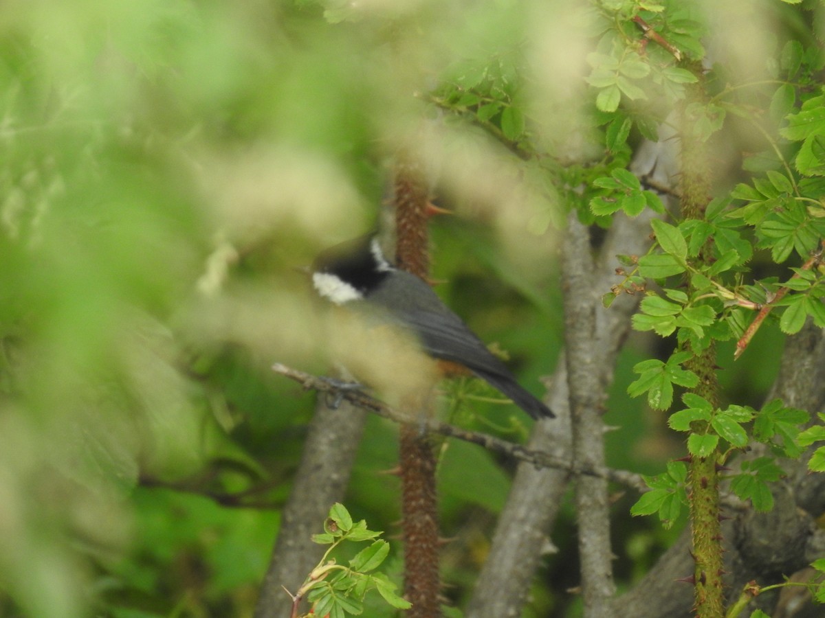 Rufous-vented Tit - ML624067938