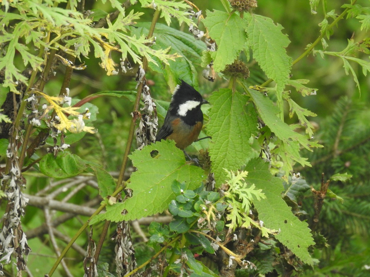 Rufous-vented Tit - ML624067939