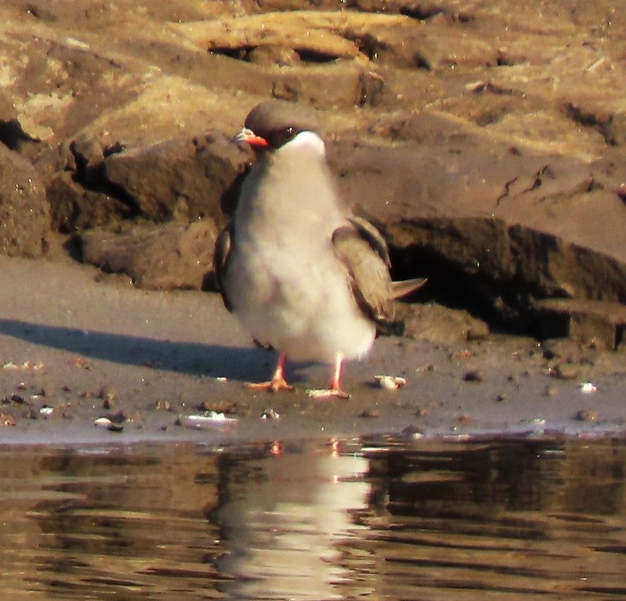 Rock Pratincole - ML624068015