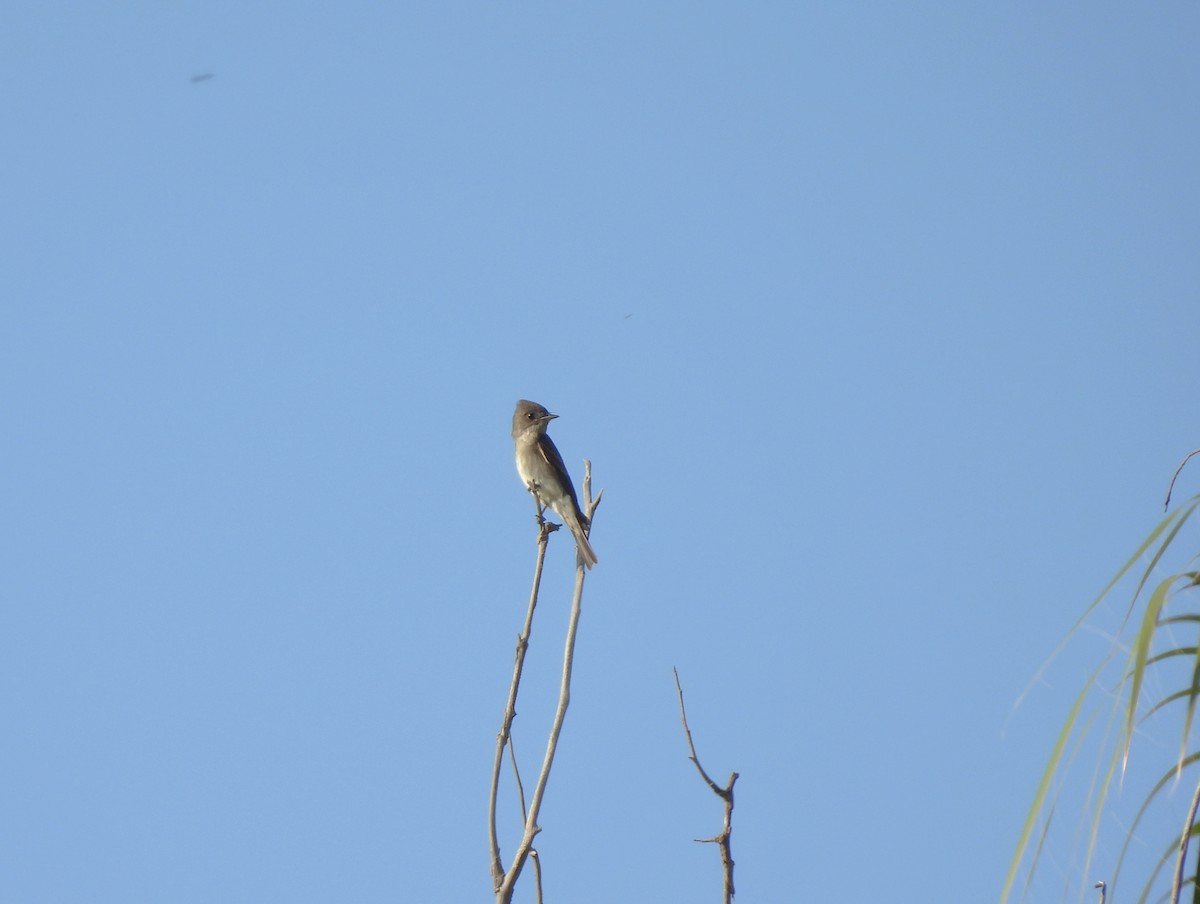 Western Wood-Pewee - ML624068071