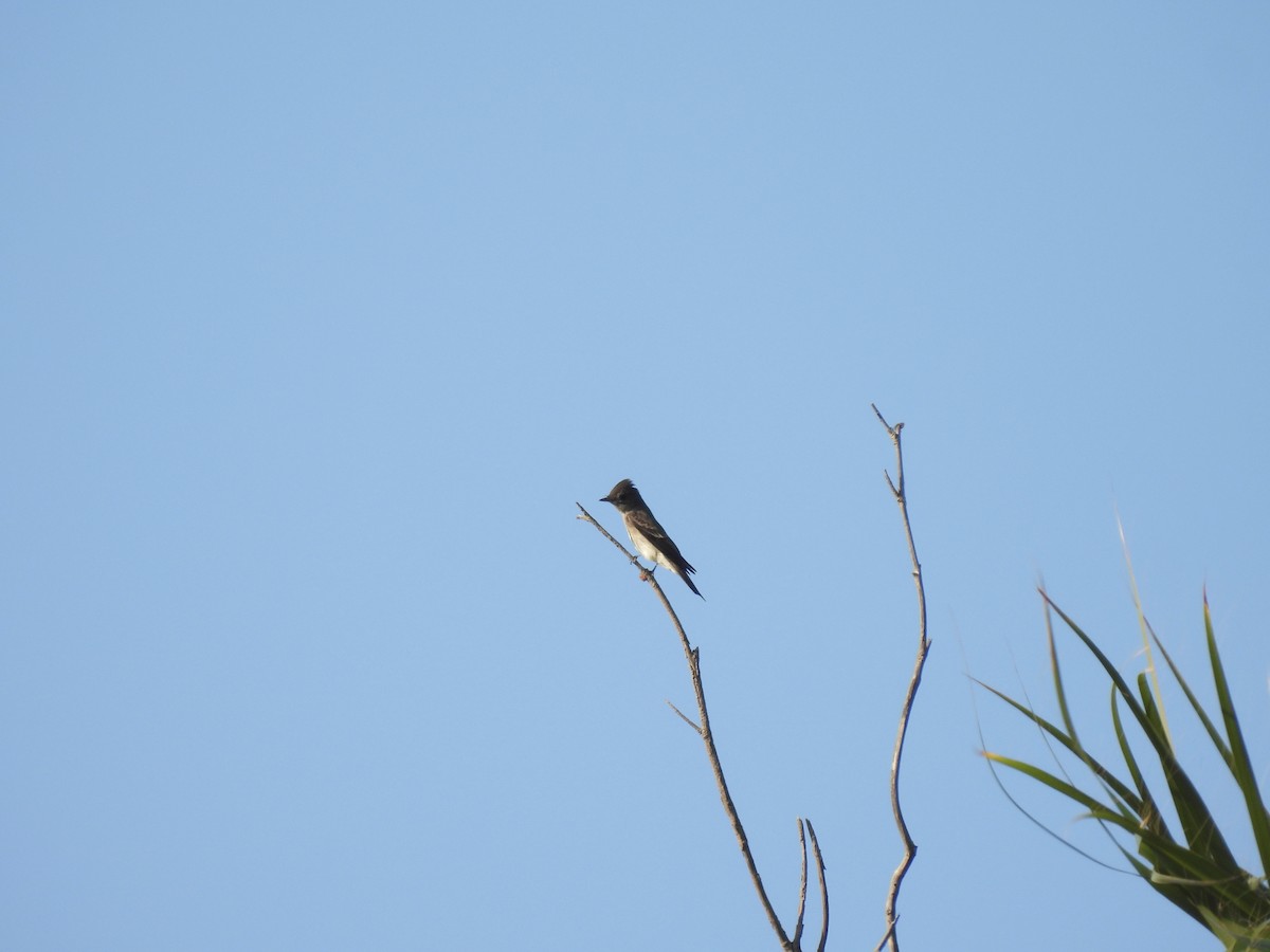 Western Wood-Pewee - ML624068072