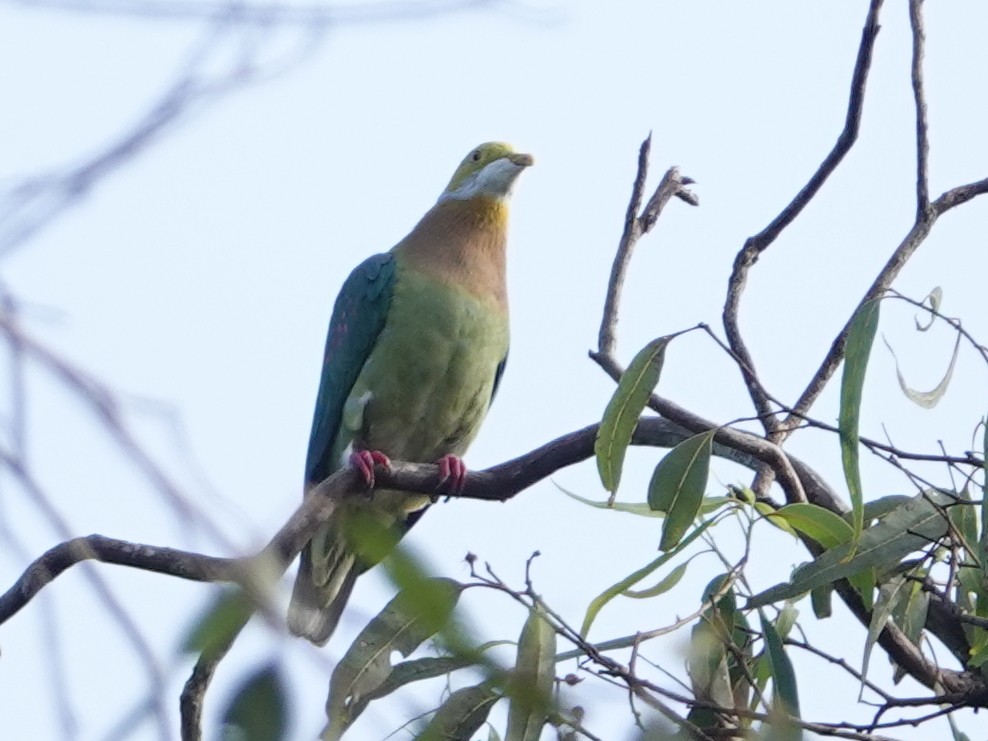 Pink-spotted Fruit-Dove - ML624068101